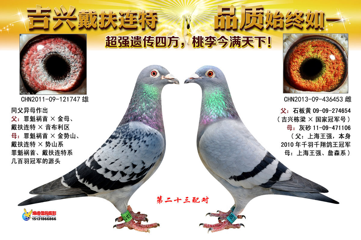 信鸽在线拍卖平台 - 中国信鸽信息网