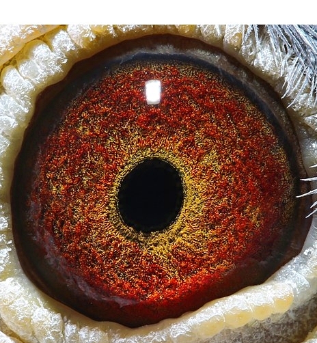 信鸽在线拍卖平台 - 中国信鸽信息网