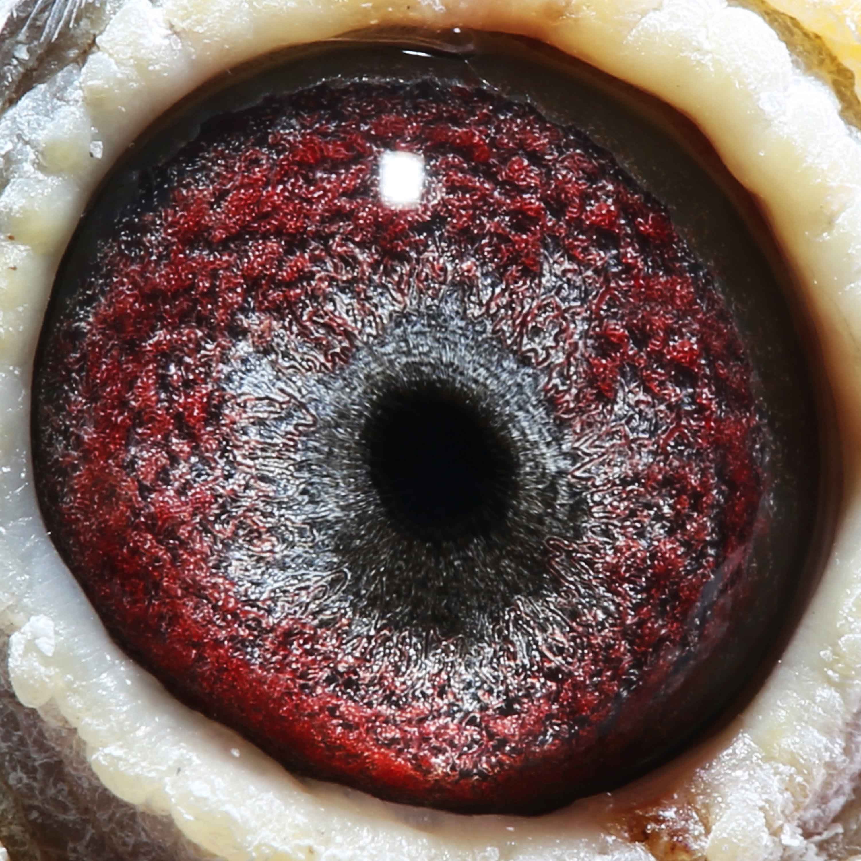 信鸽在线拍卖平台 - 中国信鸽信息网