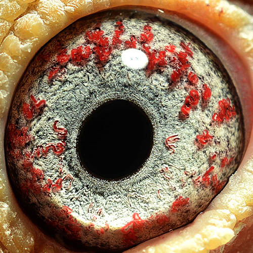 引进种鸽 沙漠珍珠 雄 保证金级 拍卖