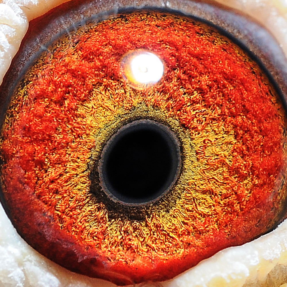 信鸽在线拍卖平台 - 中国信鸽信息网