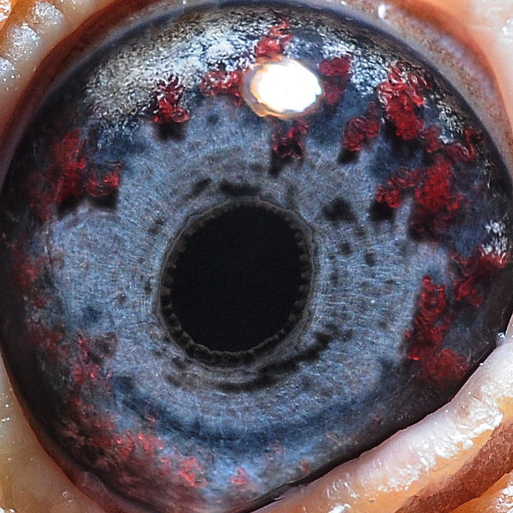 信鸽在线拍卖平台 - 中国信鸽信息网