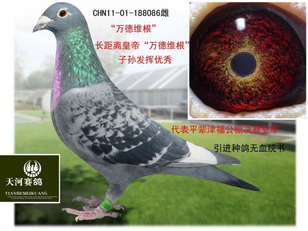 信鸽在线拍卖平台 - 中国信鸽信息网