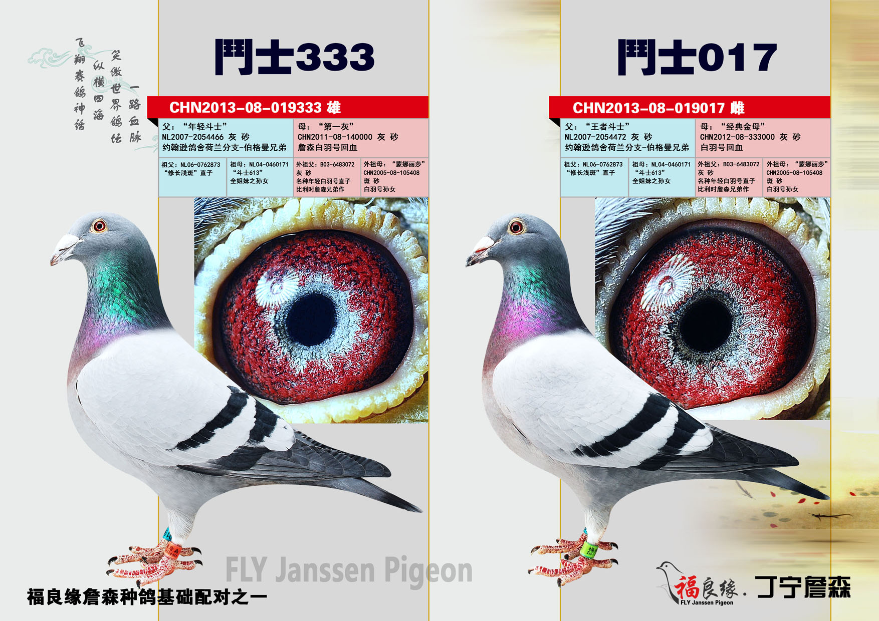 信鸽在线拍卖平台 - 中国信鸽信息网