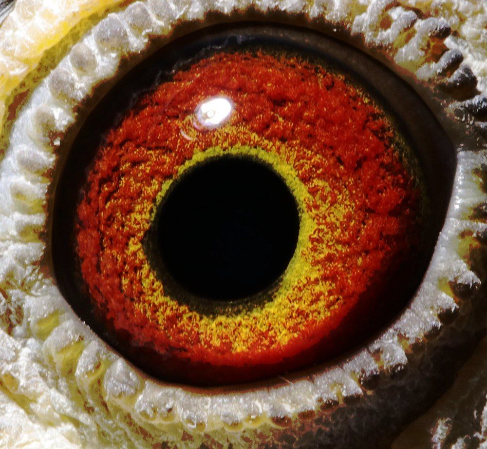 北京翔龙鸽业孙忻."东方不败"近血 保证金级 拍卖