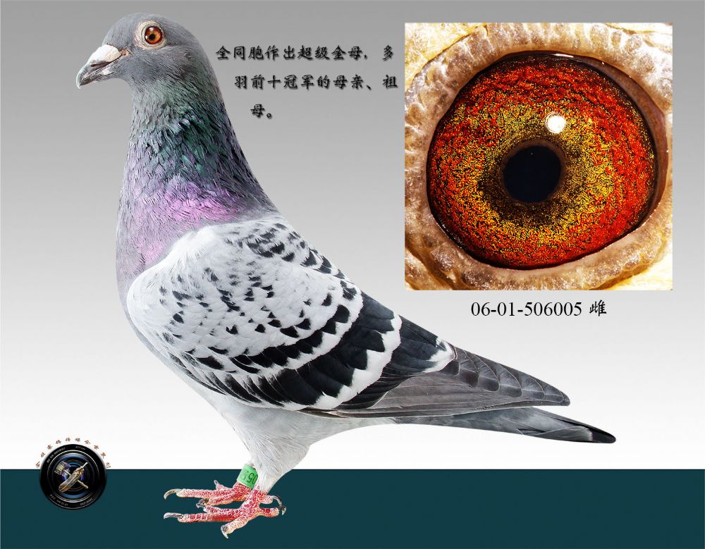 信鸽在线拍卖平台 - 中国信鸽信息网