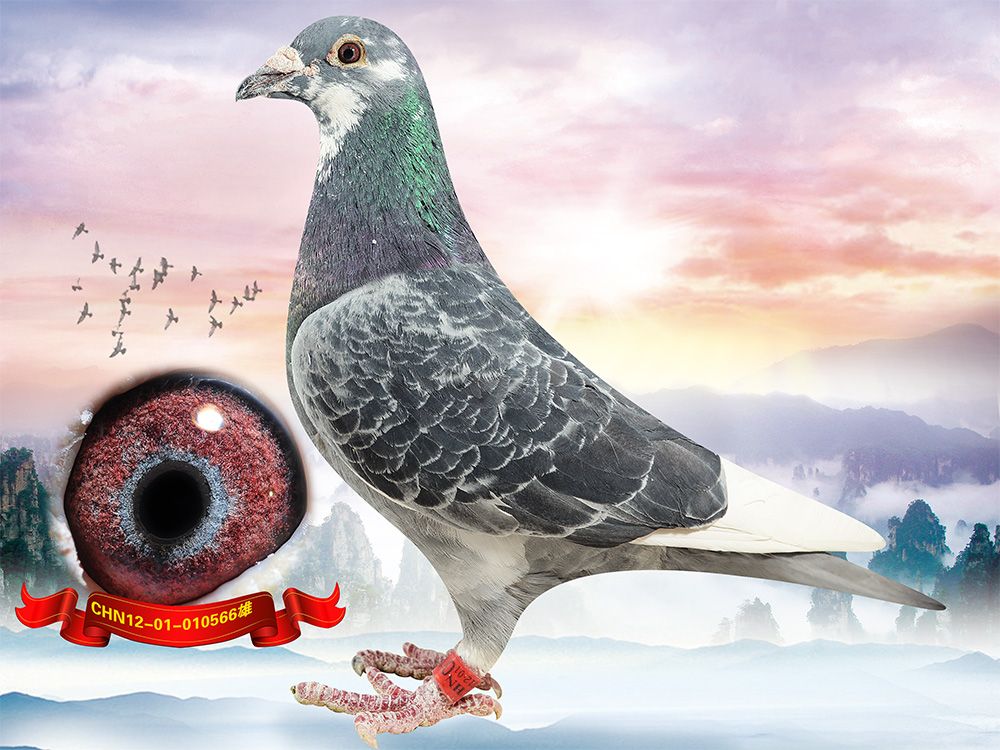 实战精品"爱亚卡普邦德007"x"邦德指挥官" 保证金级 拍卖