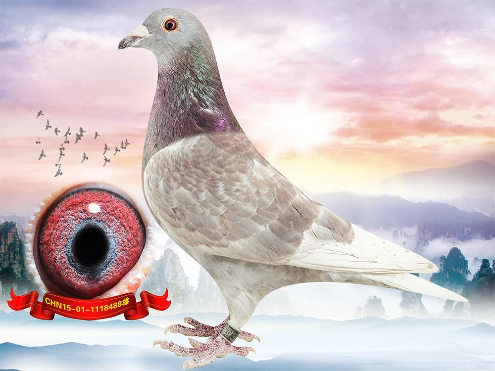 >> 查看拍卖商品