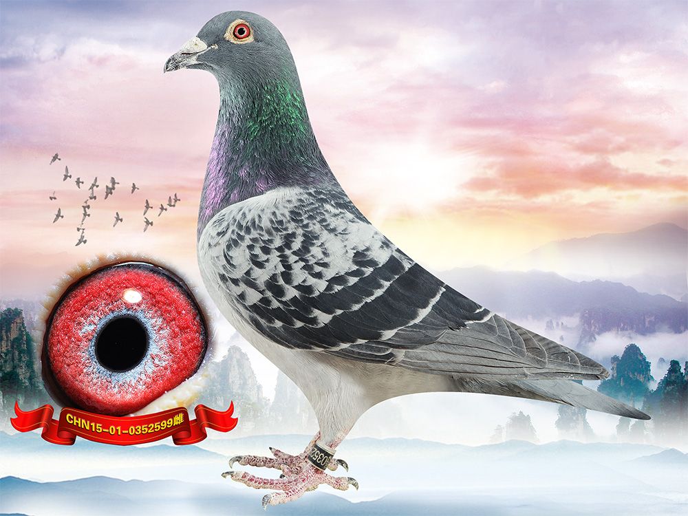 >> 查看拍卖商品