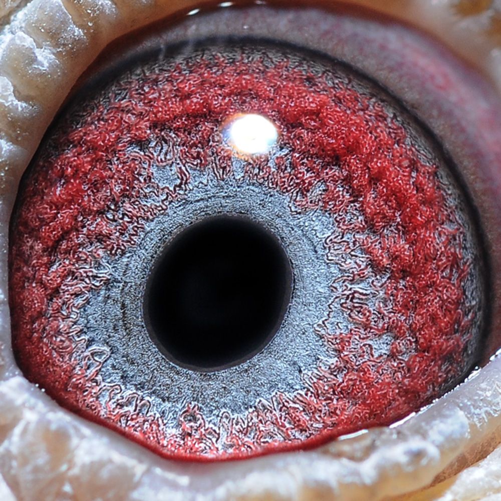 信鸽在线拍卖平台 - 中国信鸽信息网