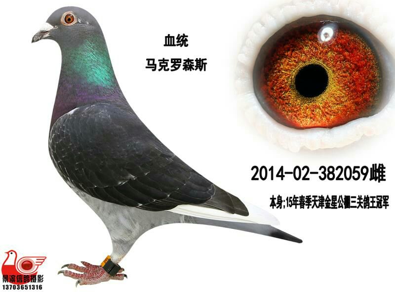 哈尔滨旭升鸽苑 - 中信网铭鸽展厅 www.ag188.com