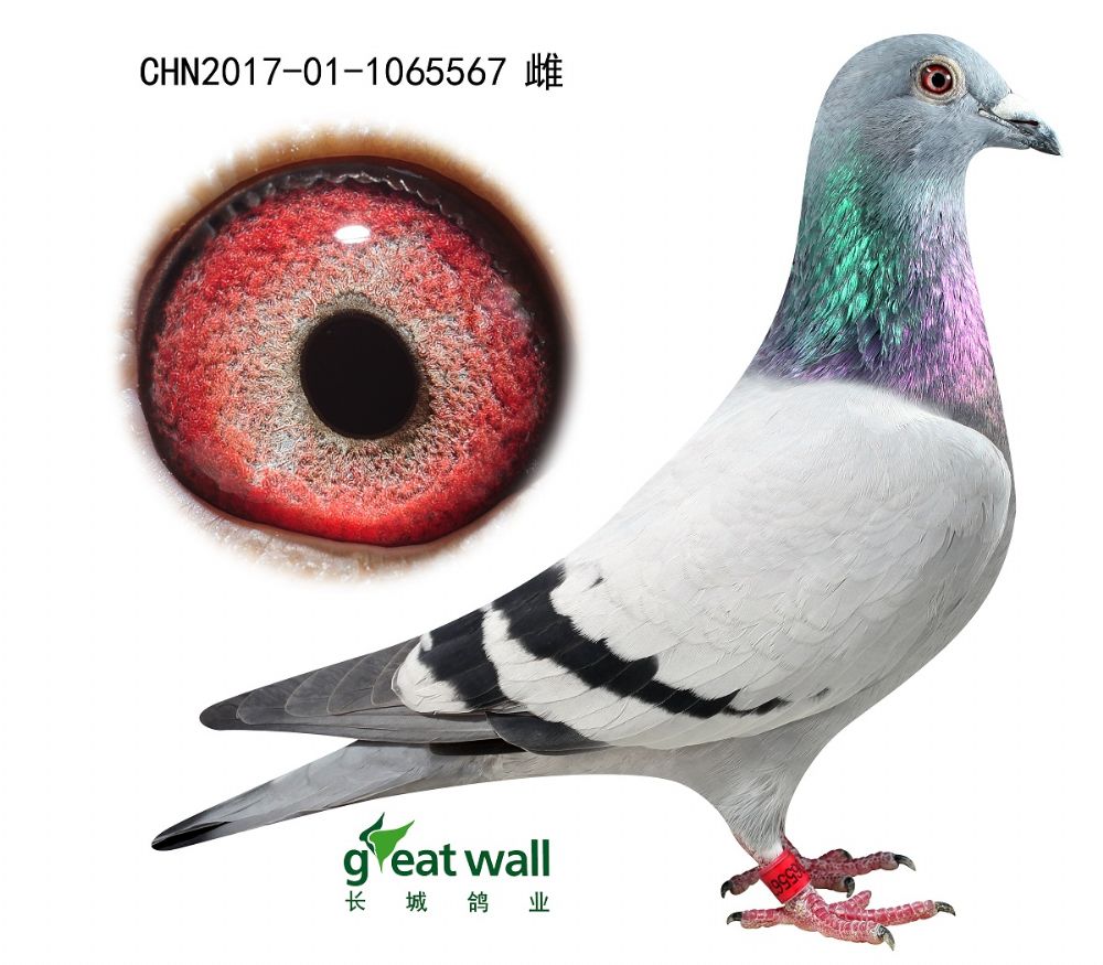 >> 查看拍卖商品