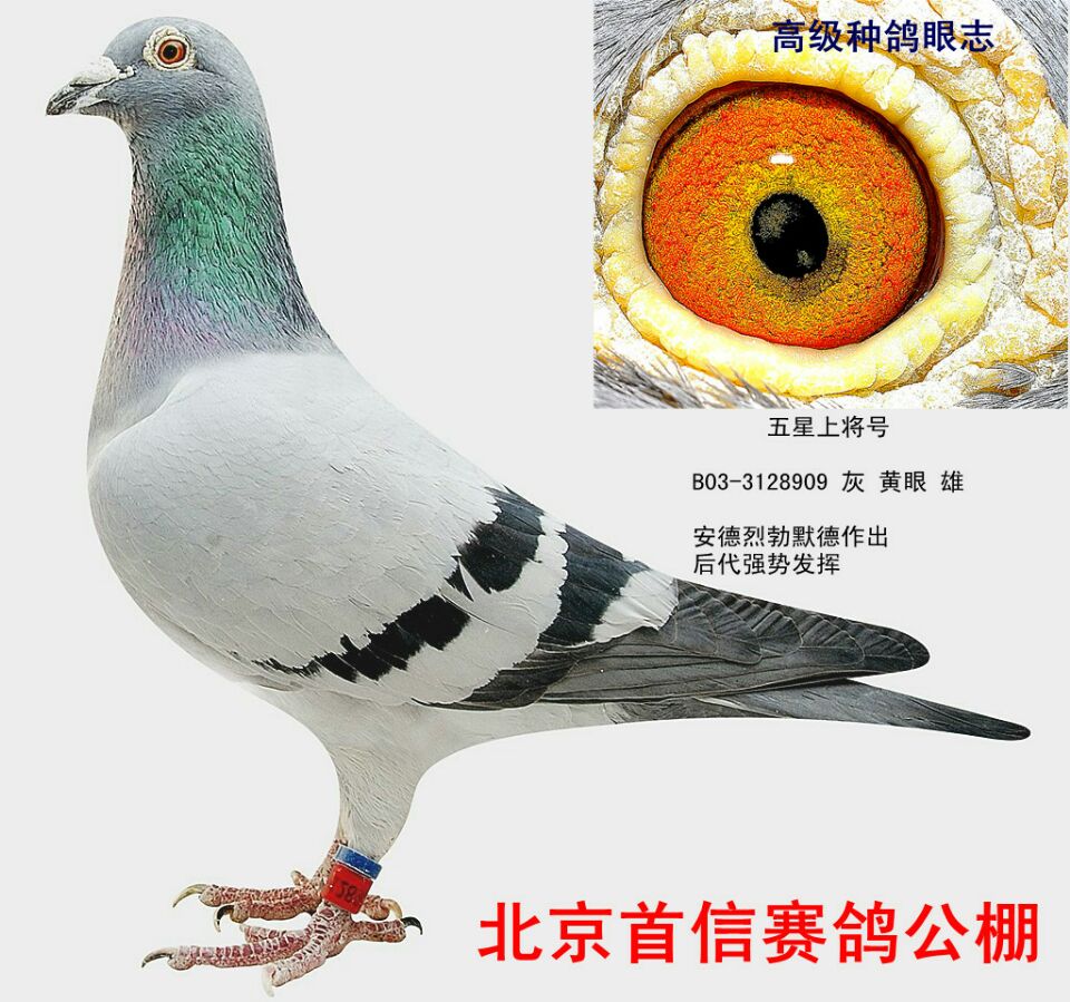 北京王瑜鸽鸽业展示厅图片
