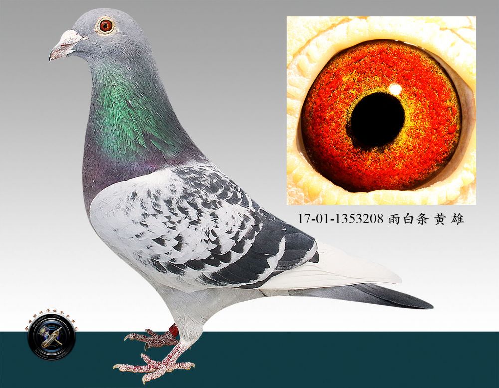 >> 查看拍卖商品