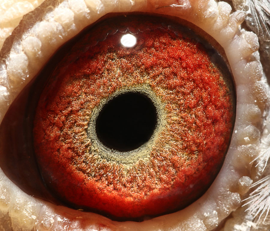信鸽在线拍卖平台 - 中国信鸽信息网