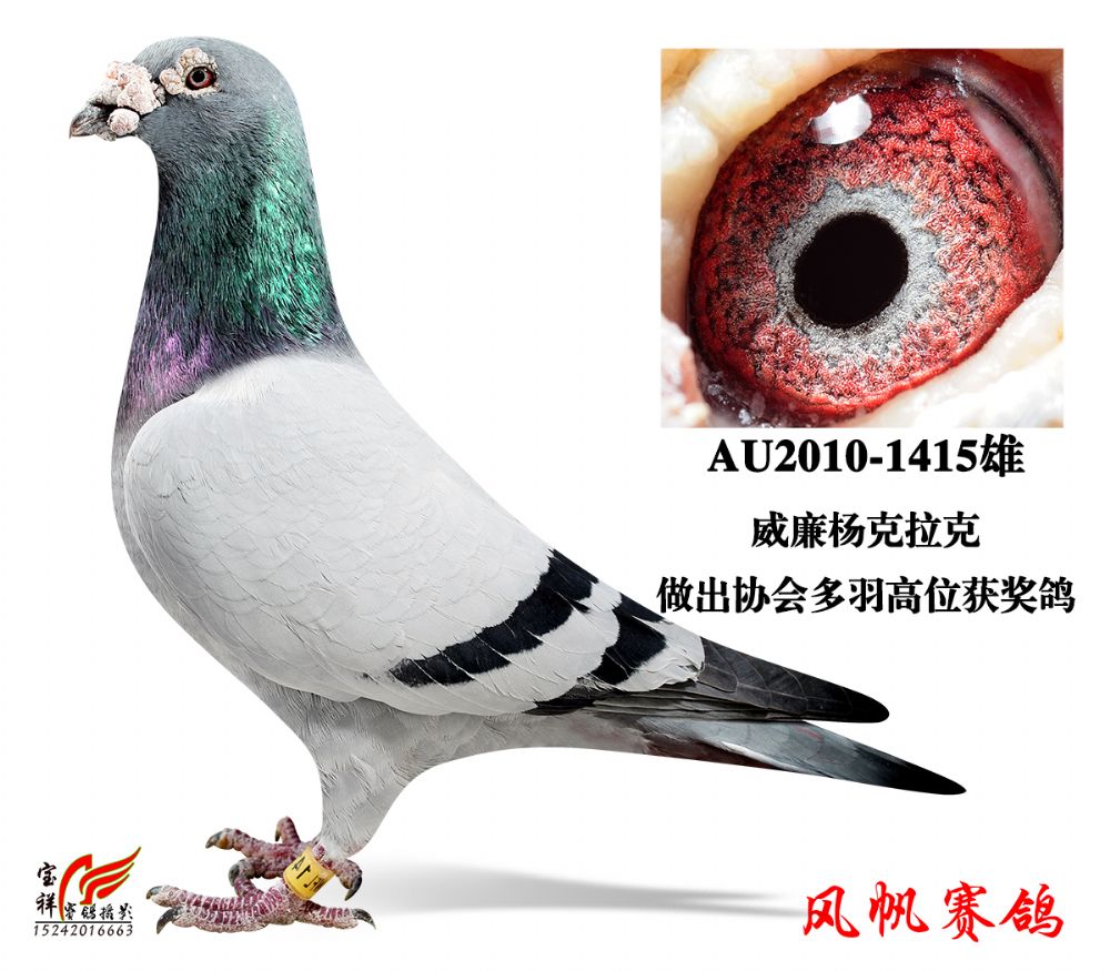 >> 查看拍卖商品