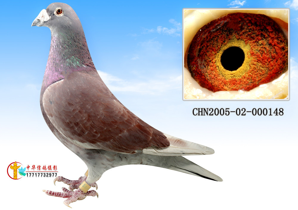 点击查看此商品大图片