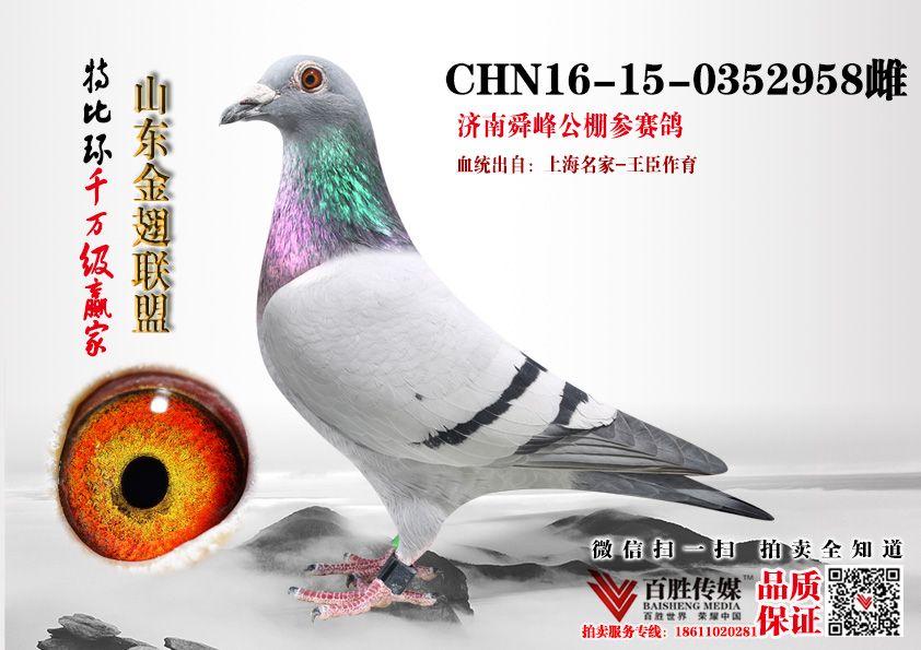 铭 鸽  新鸽上架  推荐铭鸽  定价鸽  在线拍鸽 黄金配对   网上展厅