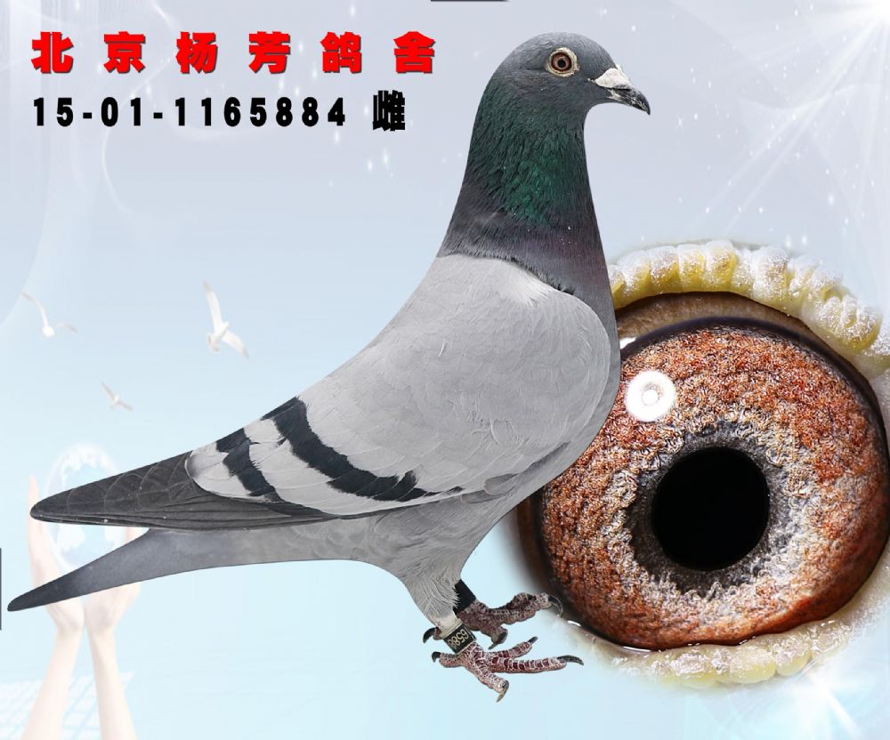 信鸽在线拍卖平台 - 中国信鸽信息网