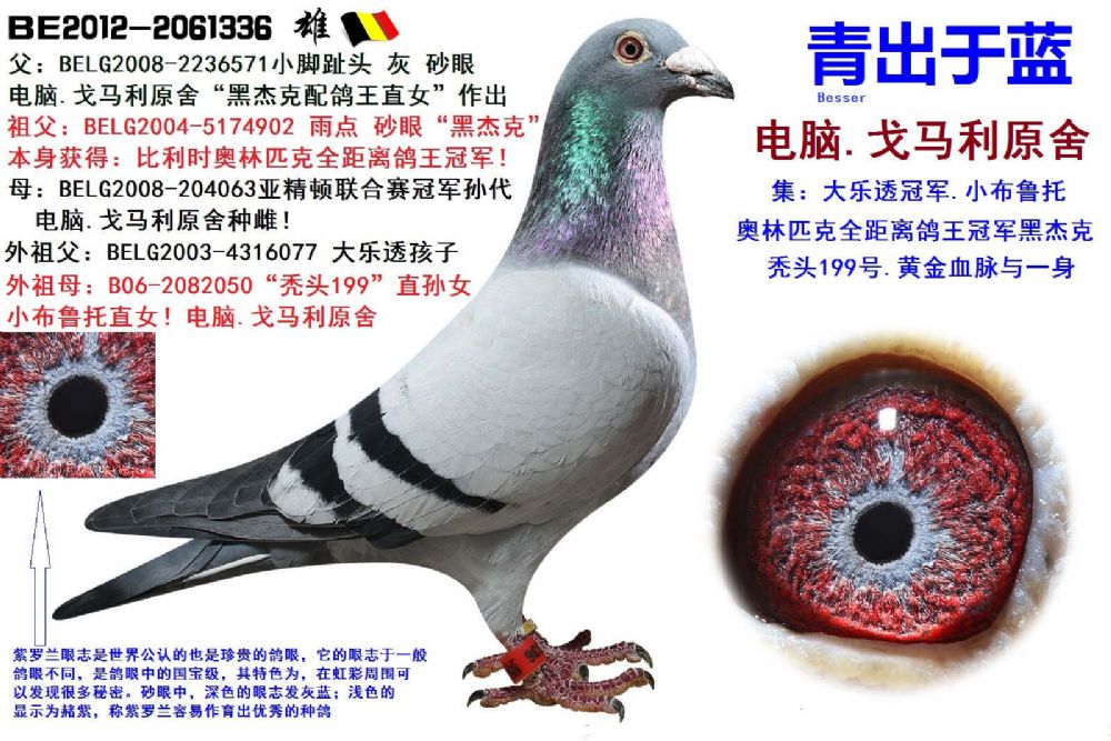 信鸽拍卖首页 拍卖专题 >> 查看拍卖商品 运输及特别提示 拍卖结束后