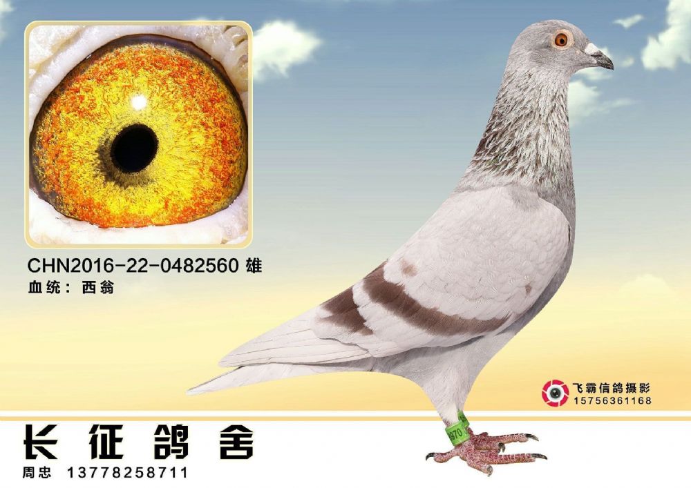 信鸽在线拍卖平台 - 中国信鸽信息网