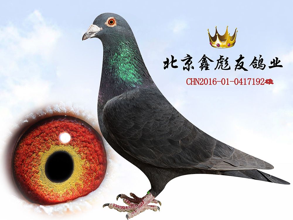 商品信息 商品编号: 665484 足环号:   开拍时间: 2018-3-18 17:17:13