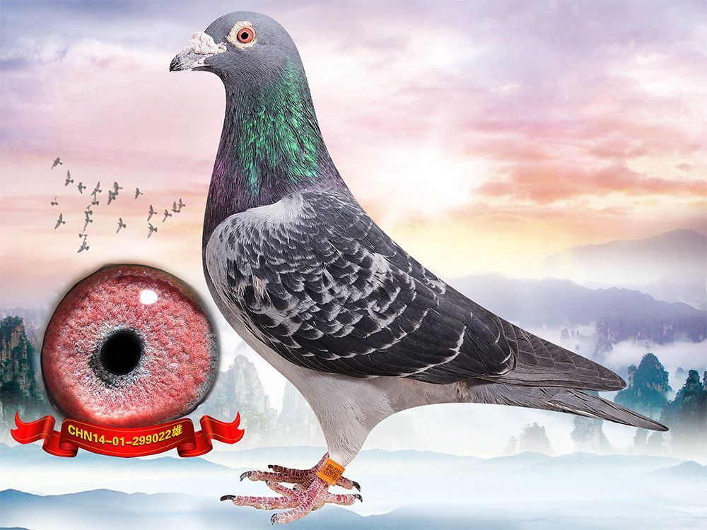 信鸽在线拍卖平台 - 中国信鸽信息网