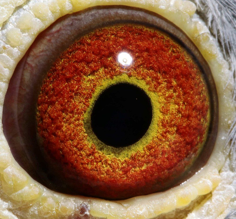 点击查看此商品大图片