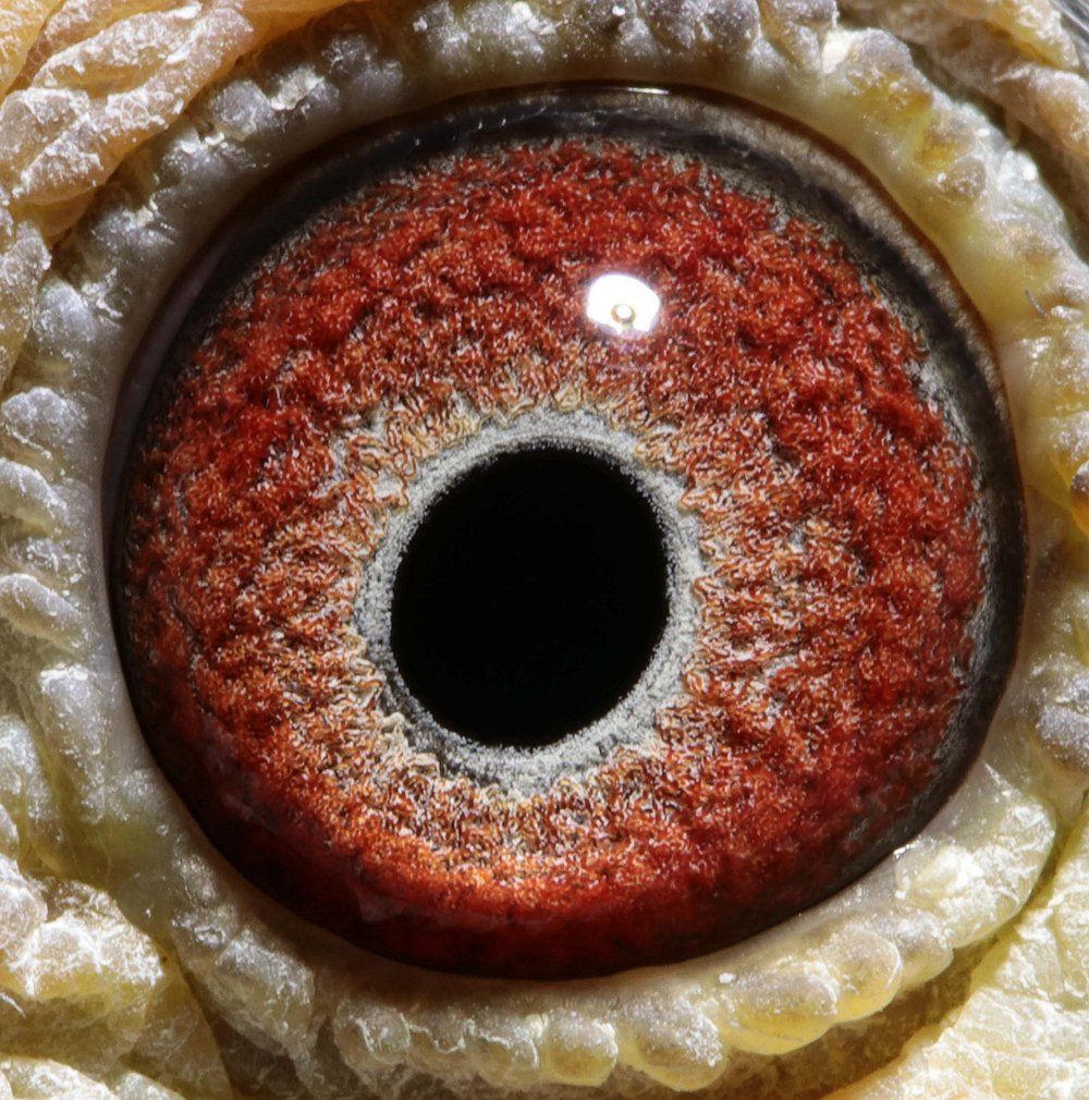 信鸽在线拍卖平台 - 中国信鸽信息网