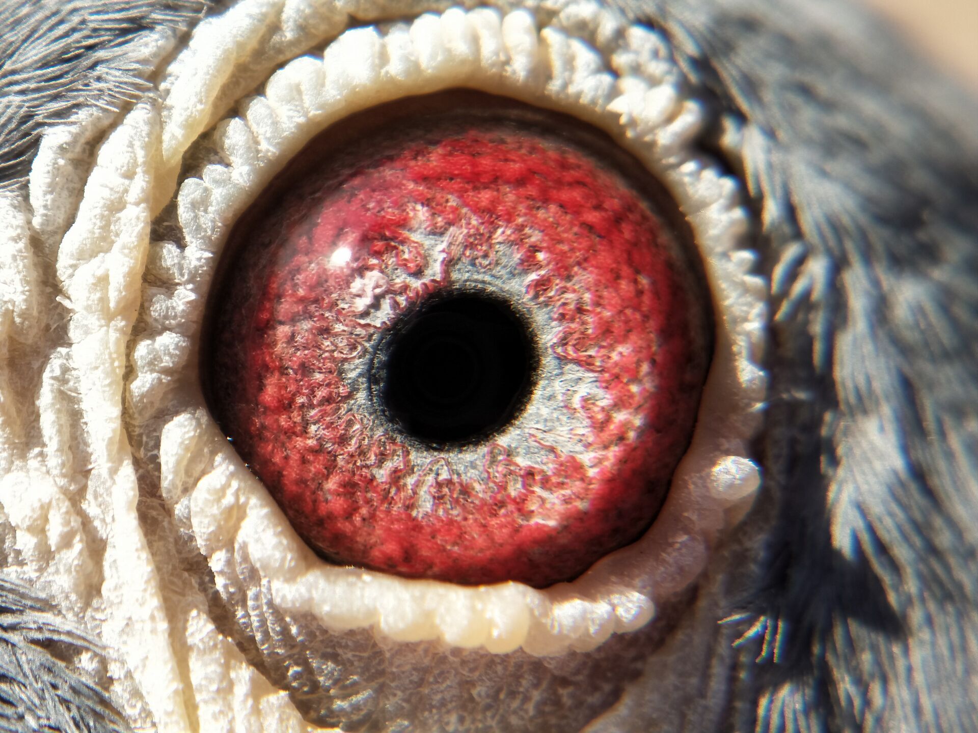 信鸽在线拍卖平台 - 中国信鸽信息网