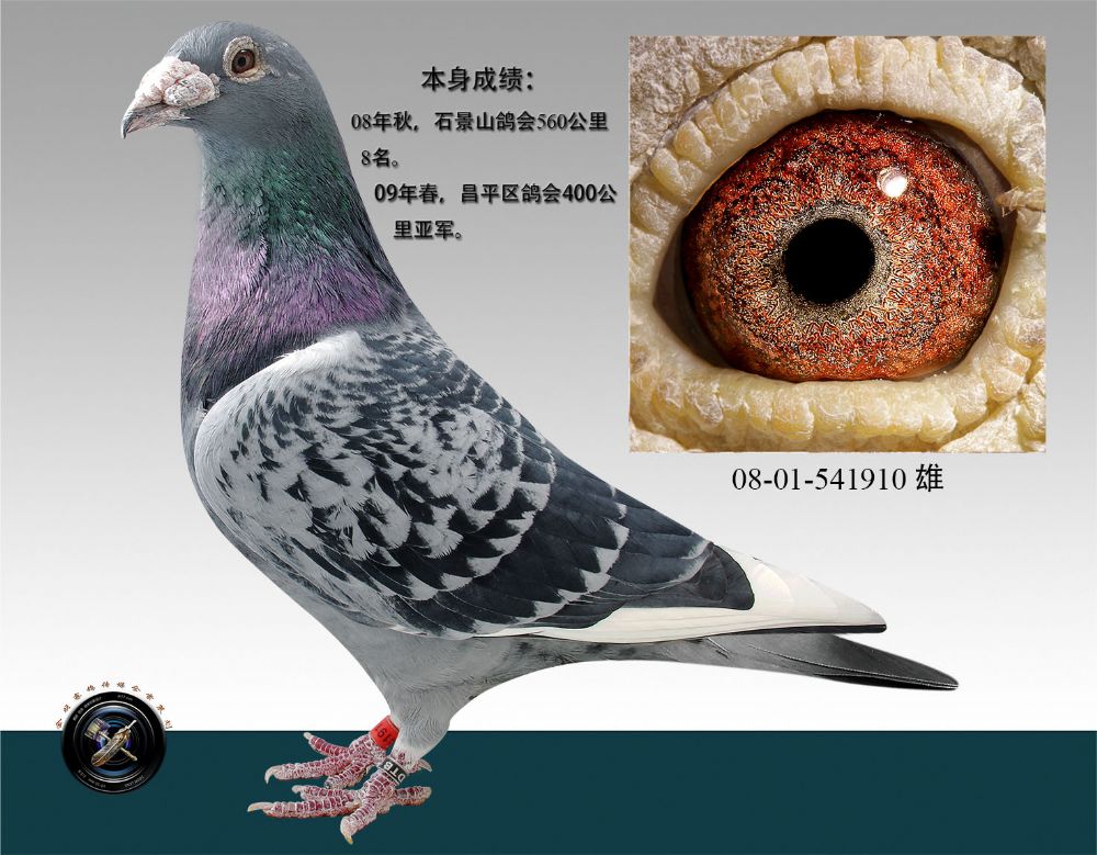 信鸽在线拍卖平台 - 中国信鸽信息网