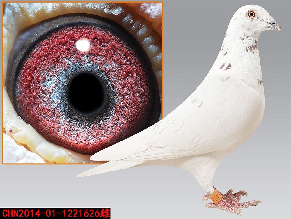 >> 查看拍卖商品