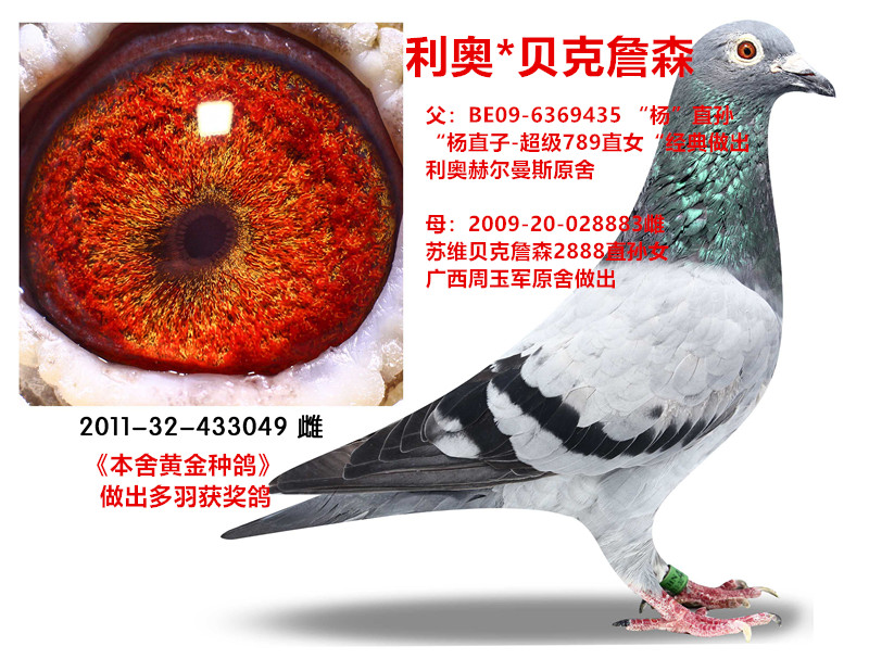 信鸽在线拍卖平台 - 中国信鸽信息网