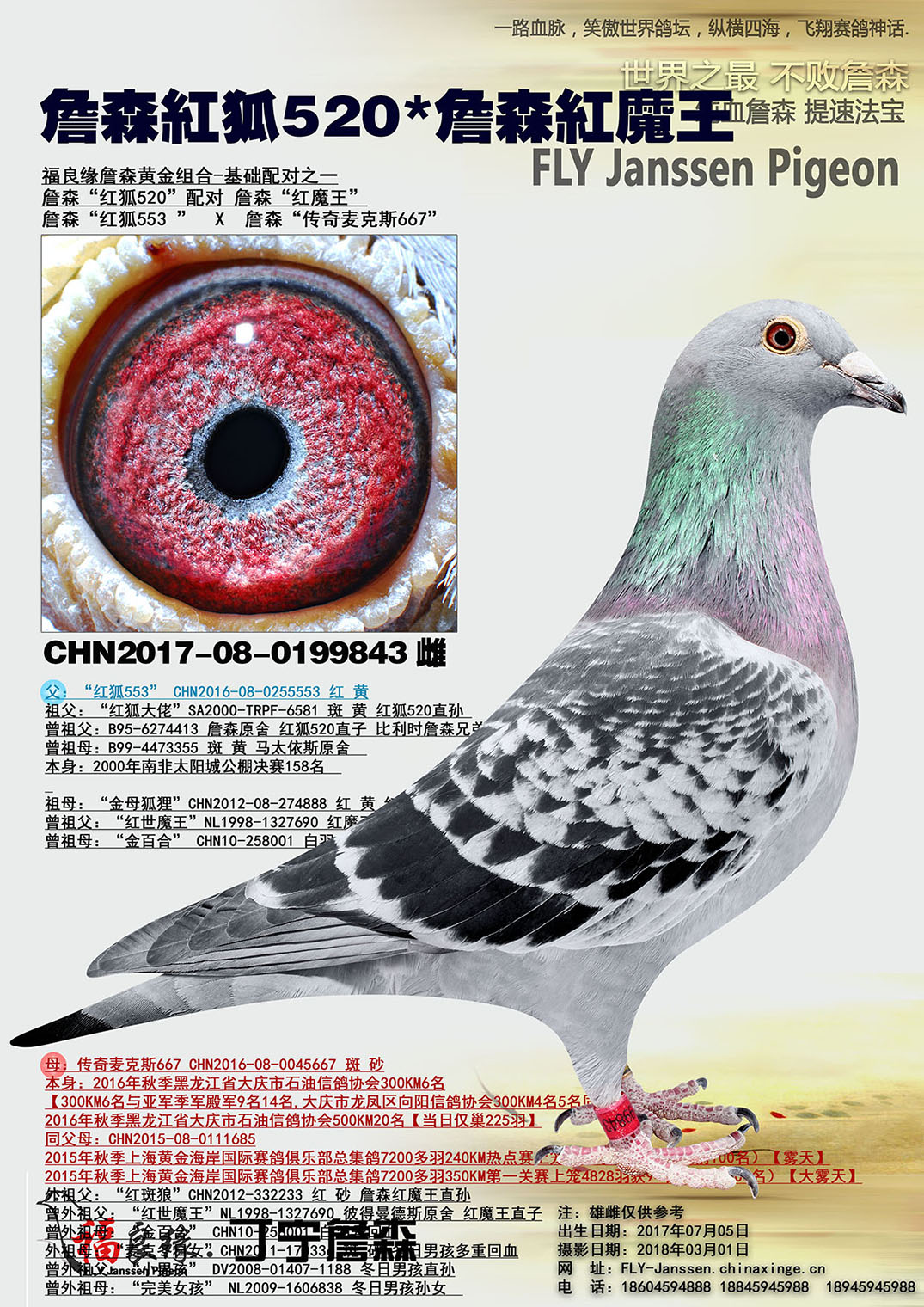 福良缘詹森 - 中信网铭鸽展厅 www.ag188.com