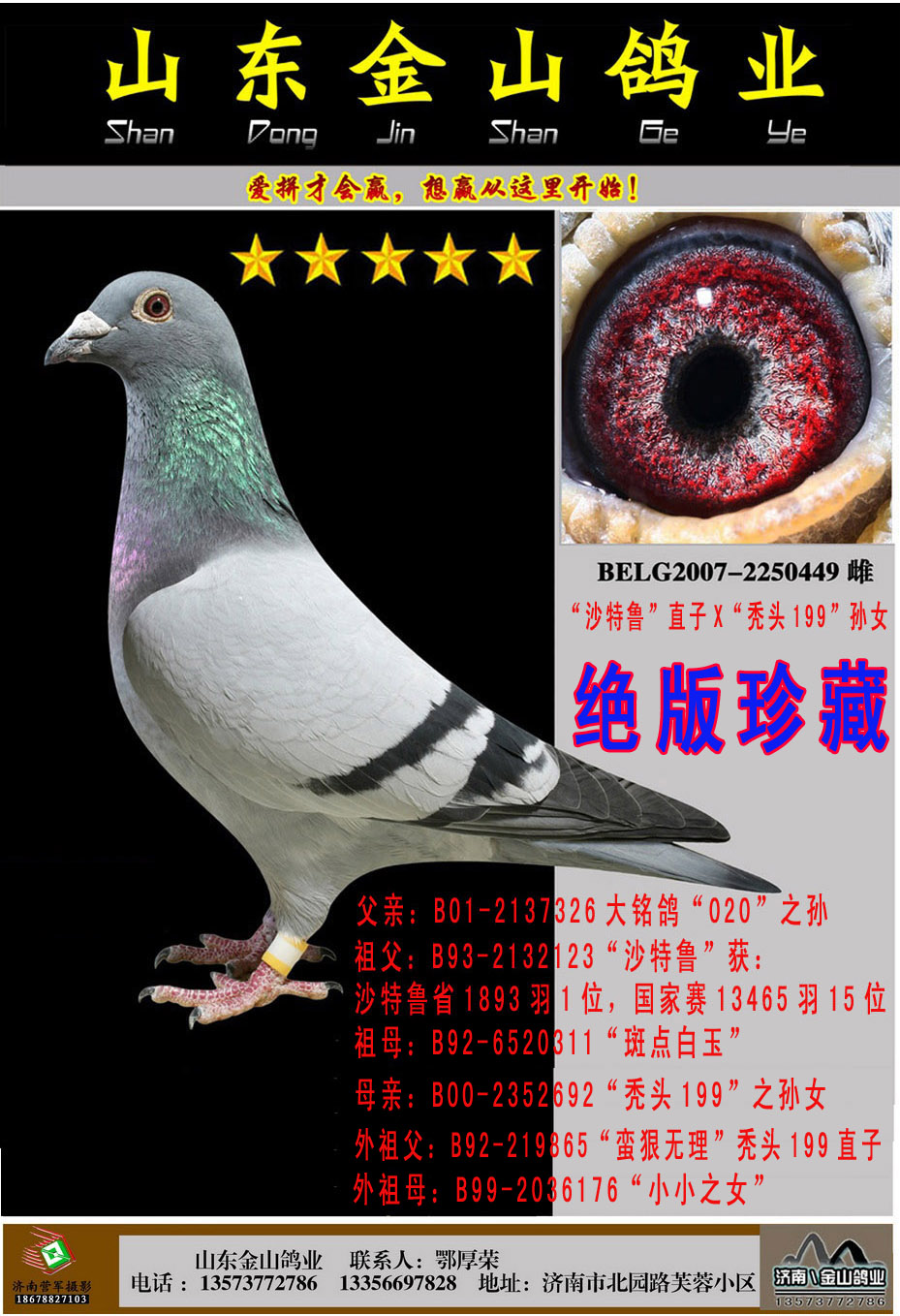 中国金山鸽业 - 中信网铭鸽展厅 www.ag188.com
