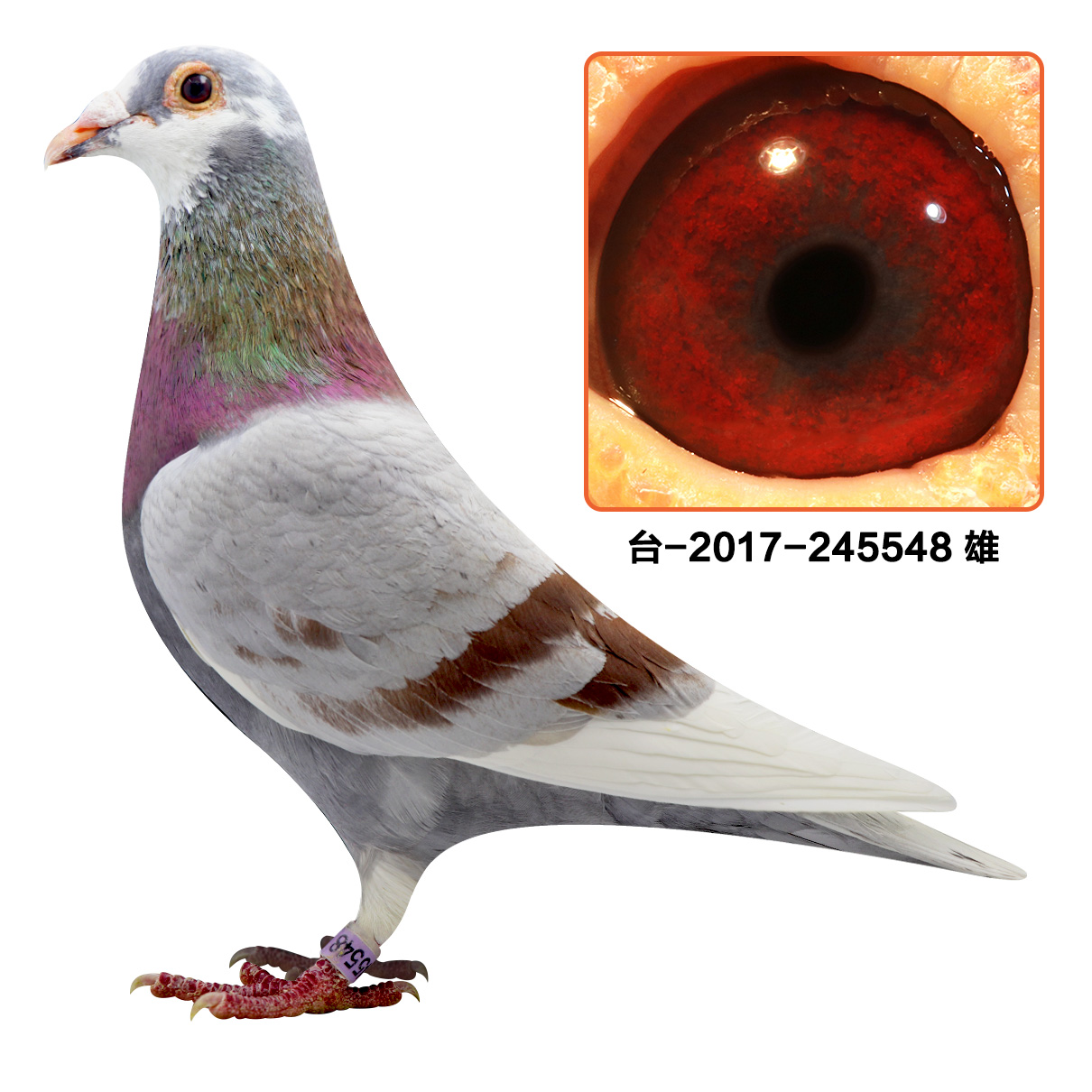 >> 查看拍卖商品