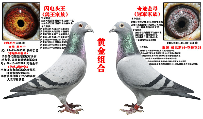 商品首 页  铭 鸽  新鸽上架  推荐铭鸽  定价鸽  在线拍鸽 黄金配对