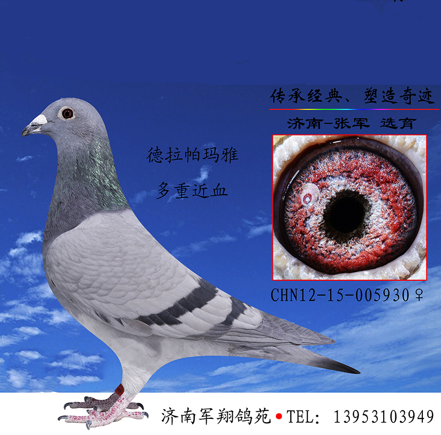 信鸽在线拍卖平台 - 中国信鸽信息网