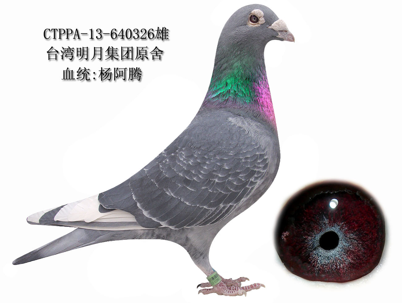 台湾明月鸽舍杨阿腾 保证金级 拍卖