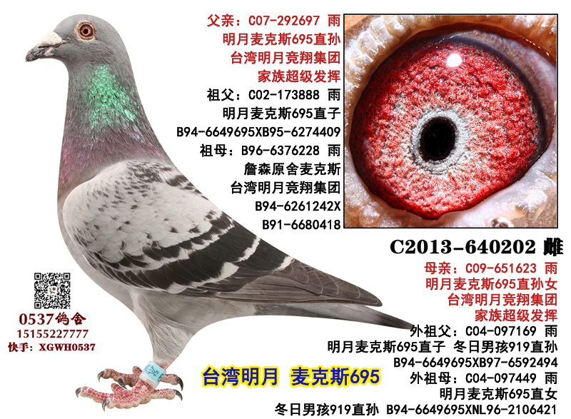 信鸽在线拍卖平台 - 中国信鸽信息网