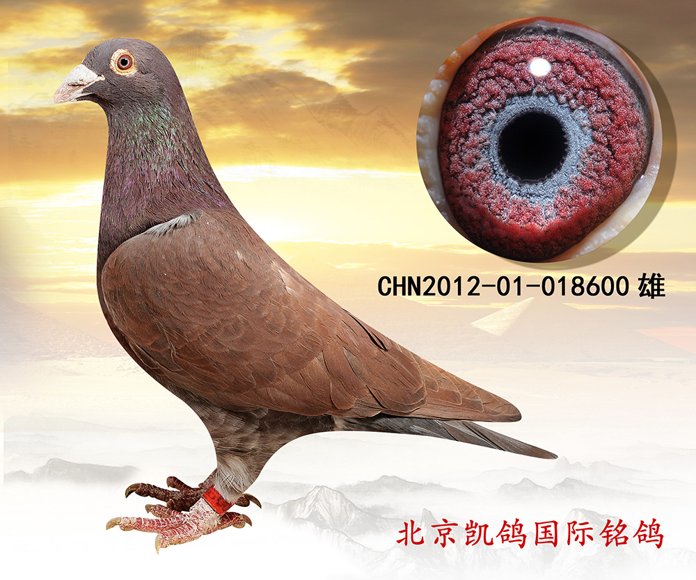 信鸽在线拍卖平台 - 中国信鸽信息网