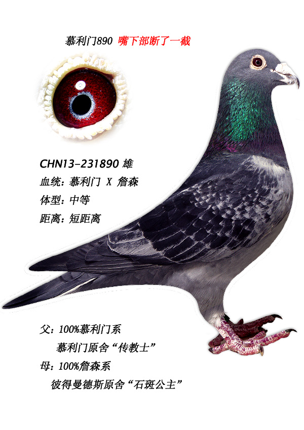 信鸽在线拍卖平台 - 中国信鸽信息网
