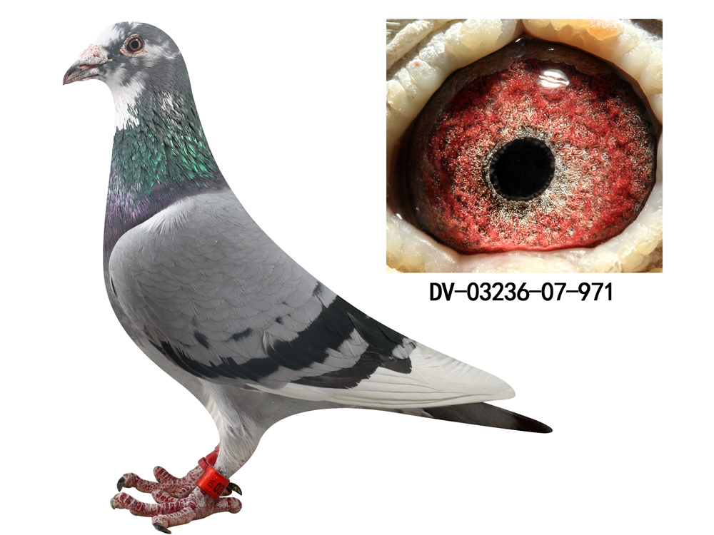 德国圆环【971种雌】 保证金级 拍卖