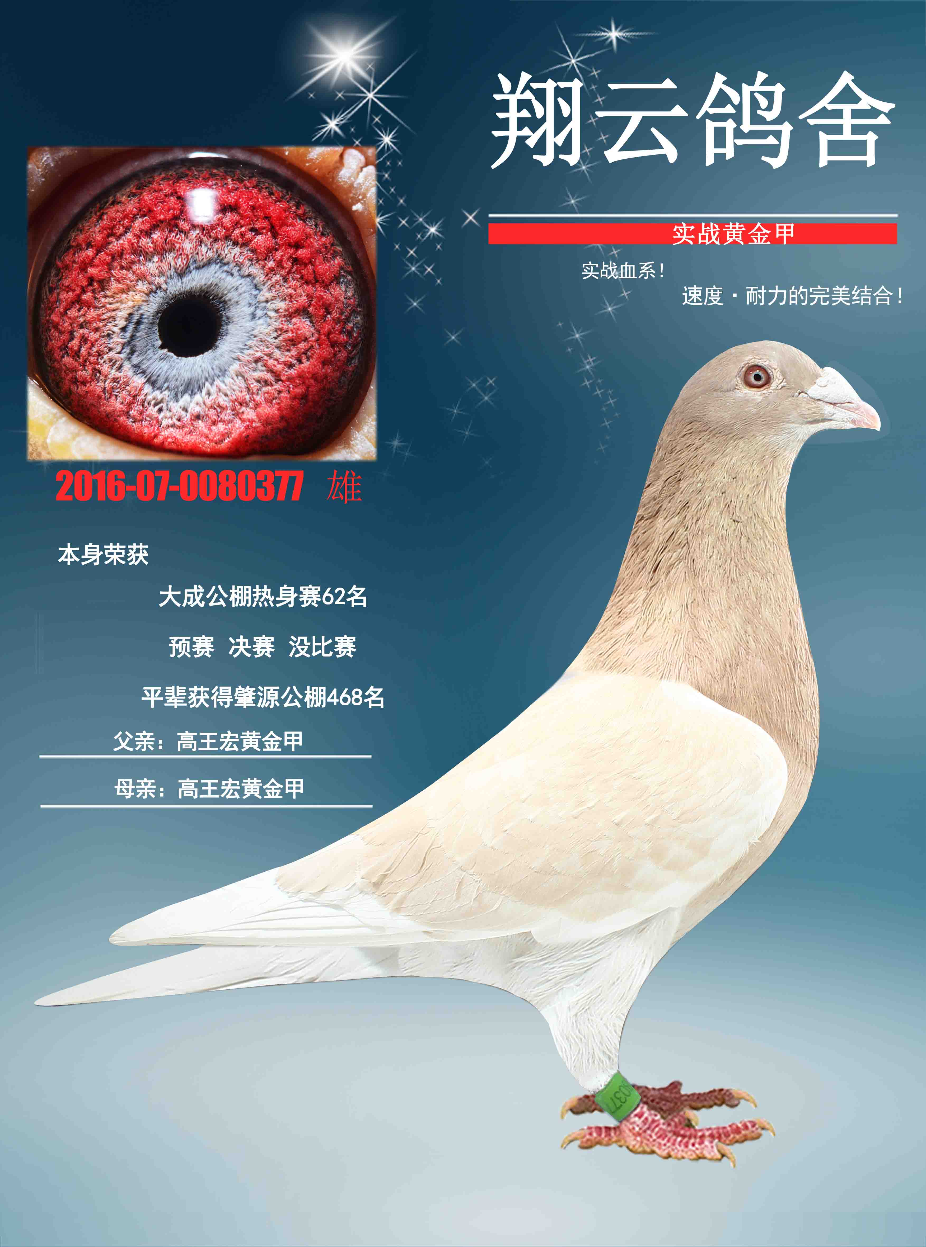 首 页  铭 鸽  新鸽上架  推荐铭鸽  定价鸽  信鸽拍卖 黄金配对