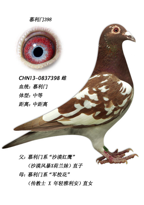 信鸽在线拍卖平台 - 中国信鸽信息网