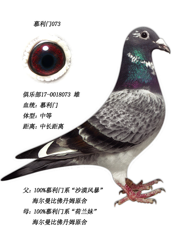 信鸽在线拍卖平台 - 中国信鸽信息网