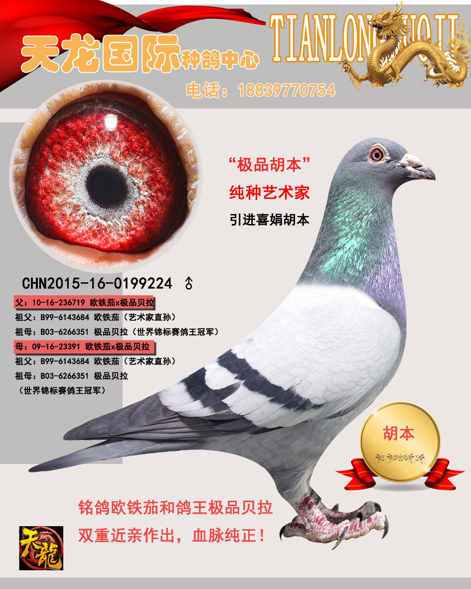 铭 鸽  新鸽上架  推荐铭鸽  定价鸽  在线拍鸽 黄金配对   网上展厅