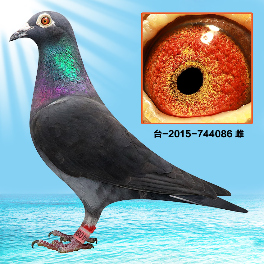 信鸽在线拍卖平台 - 中国信鸽信息网