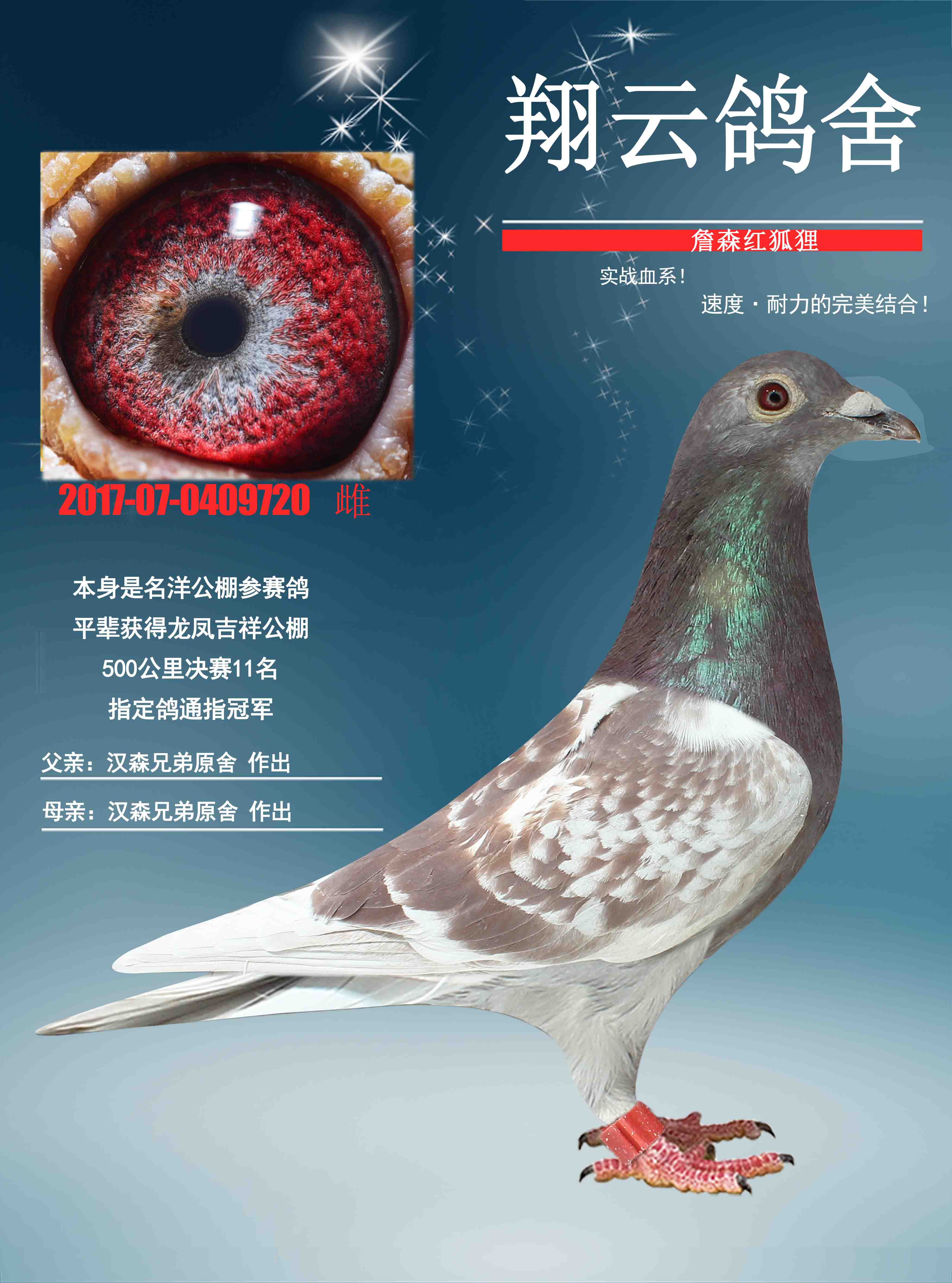 信鸽在线拍卖平台 - 中国信鸽信息网