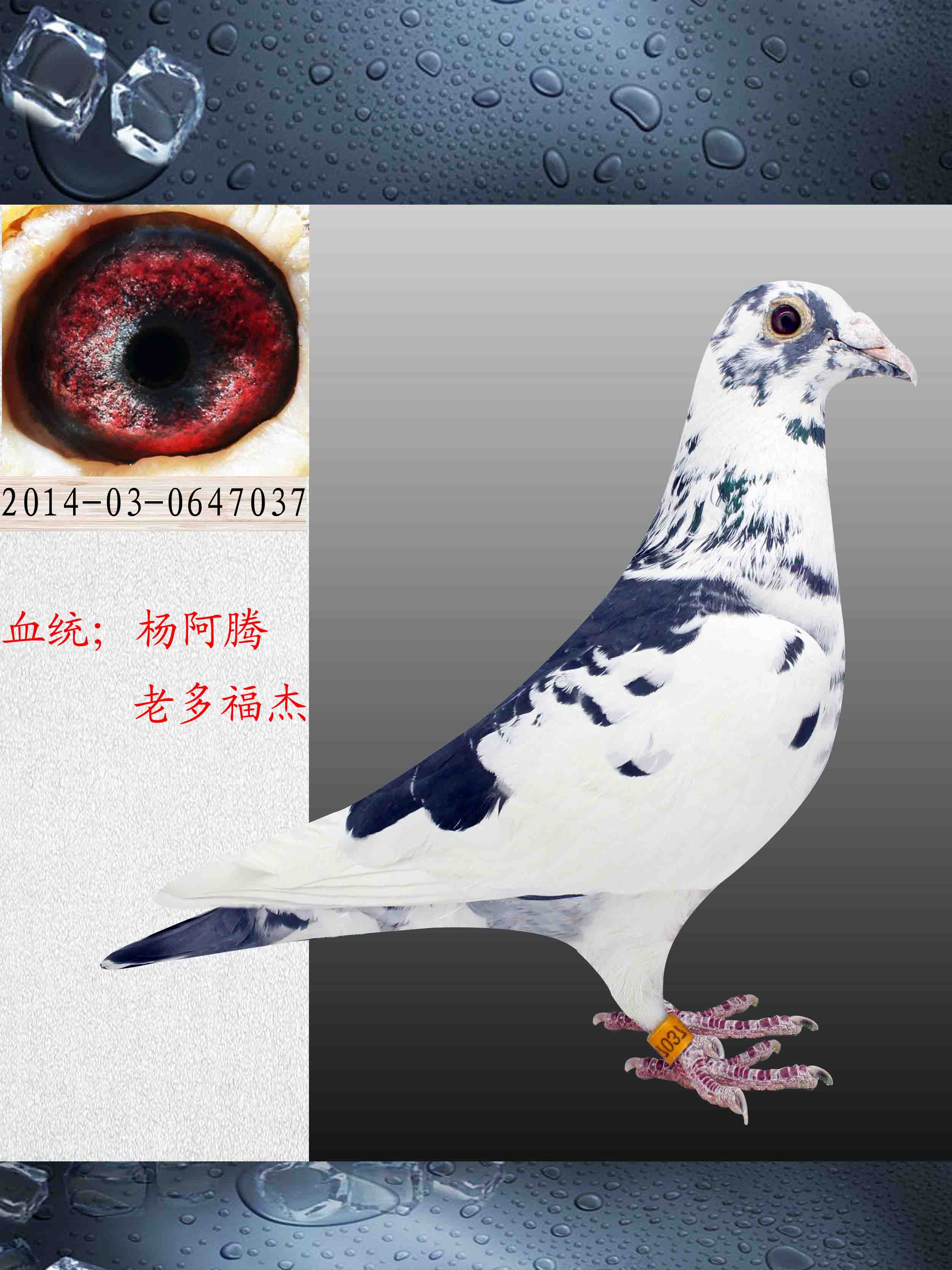 信鸽在线拍卖平台 - 中国信鸽信息网